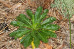 Green rockcress